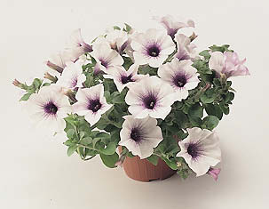 Speciali Balconi in fiore
